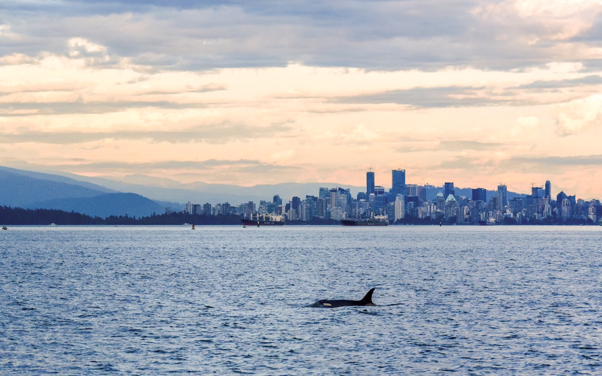 Orca whale swimming in ocean with city skyline in background.