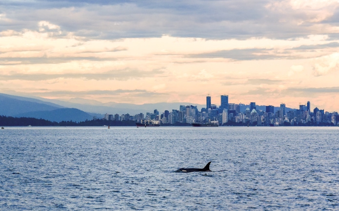 Orca whale swimming in ocean with city skyline in background.