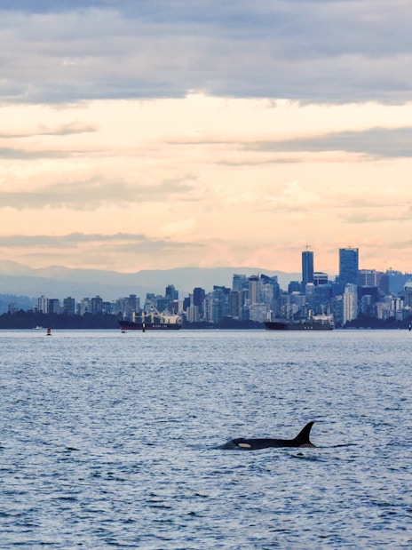 Orca whale swimming in ocean with city skyline in background.