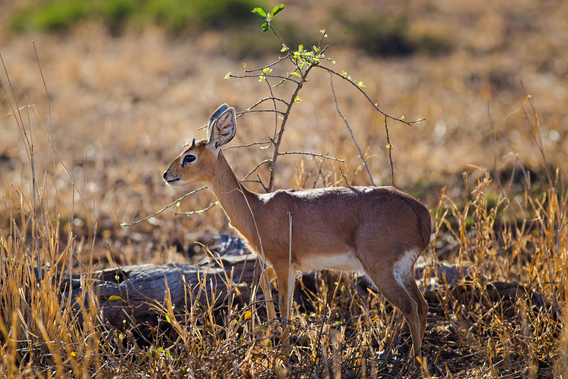 1-day mikumi national park fly-in safari from zanzibar-1