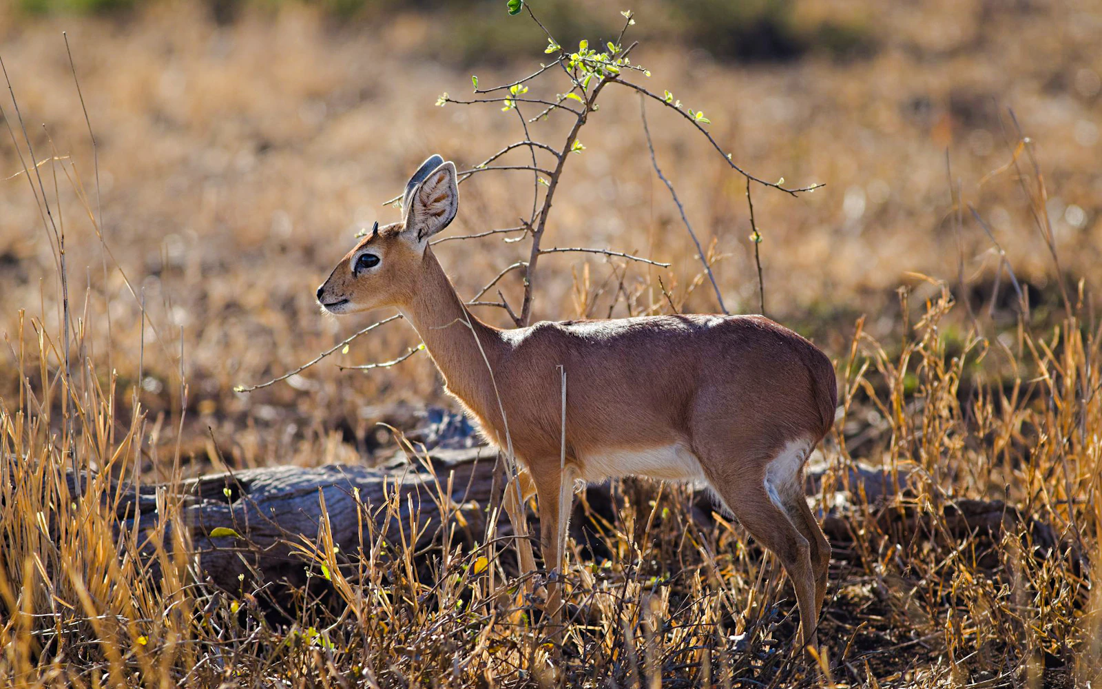 From Zanzibar: Mikumi National Park Fly-In Safari (Product 53899)