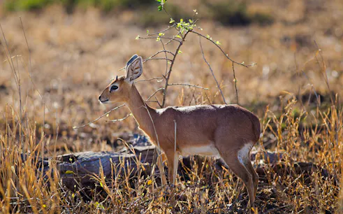 1-day mikumi national park fly-in safari from zanzibar-1