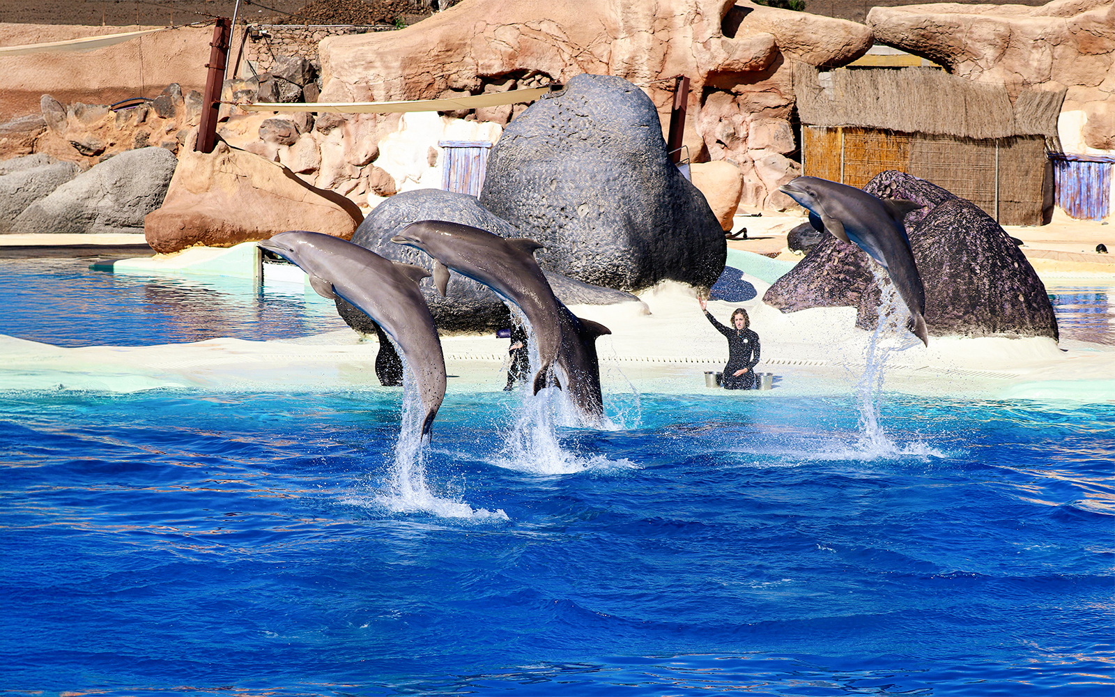 Dolphins performing jumps at SeaWorld San Diego with trainer in background.