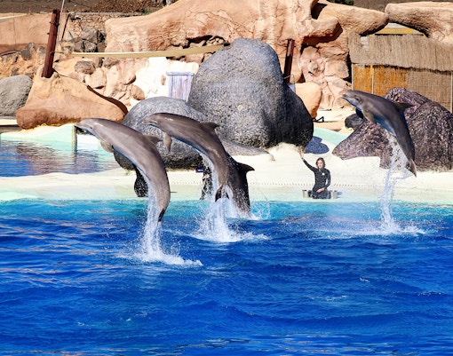 Dolphins performing jumps at SeaWorld San Diego with trainer in background.