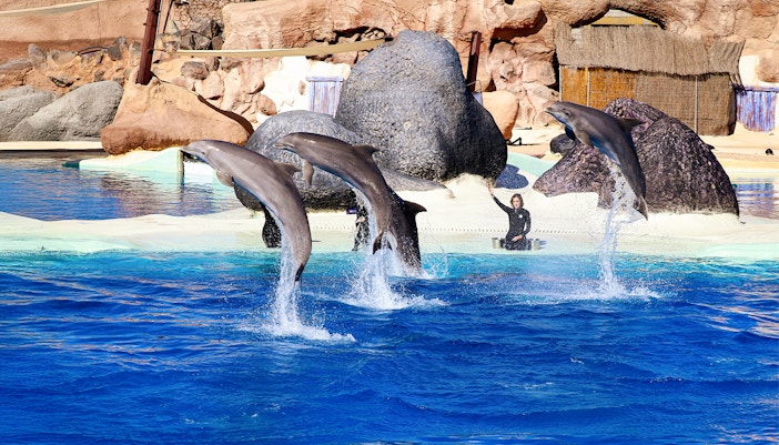 Dolphins performing jumps at SeaWorld San Diego with trainer in background.