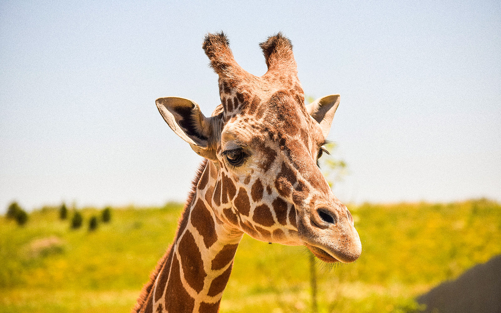 Giraffe inside Bronx Zoo