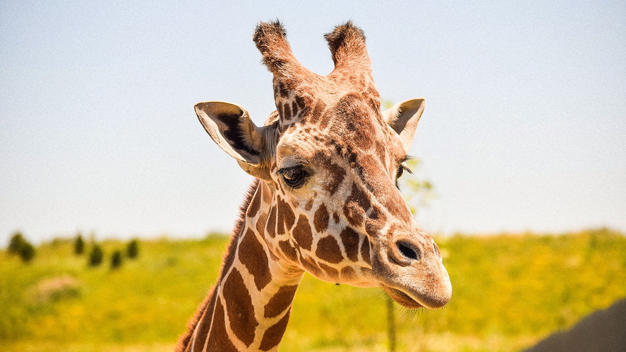 Bioparc Valencia Tickets