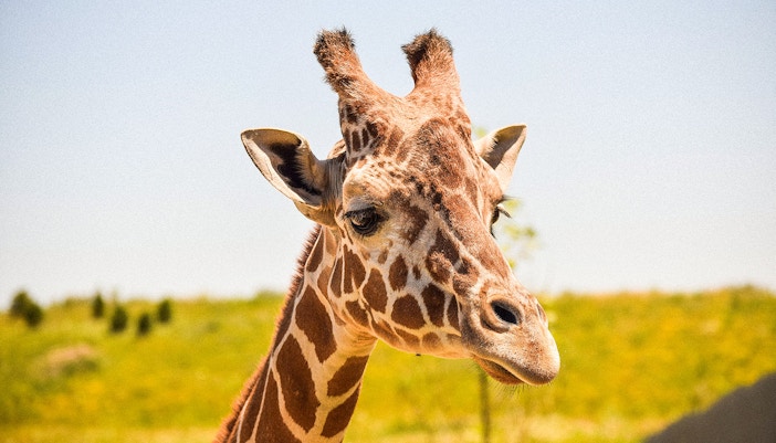 Giraffe inside Bronx Zoo