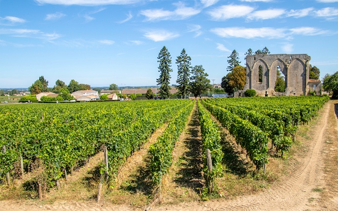 Vineyards in Saint-Emilion with historic ruins in the background, France.