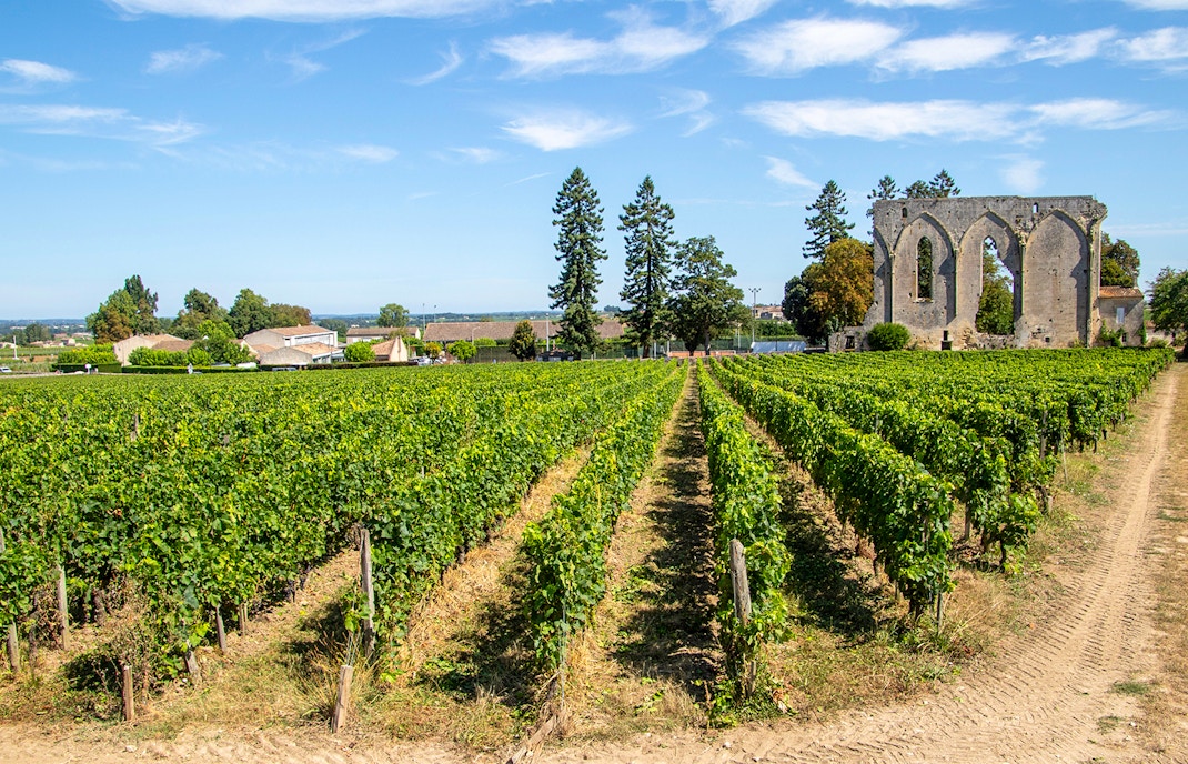 Saint-Emilion vineyard with wine barrels and historic village in the background, France.