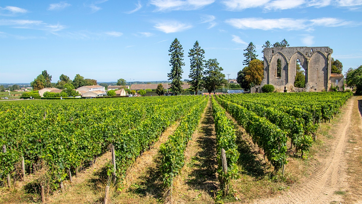 Vineyards in Saint-Emilion with historic ruins in the background, France.