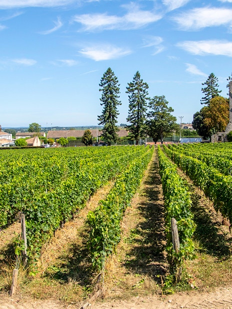 Vineyards in Saint-Emilion with historic ruins in the background, France.