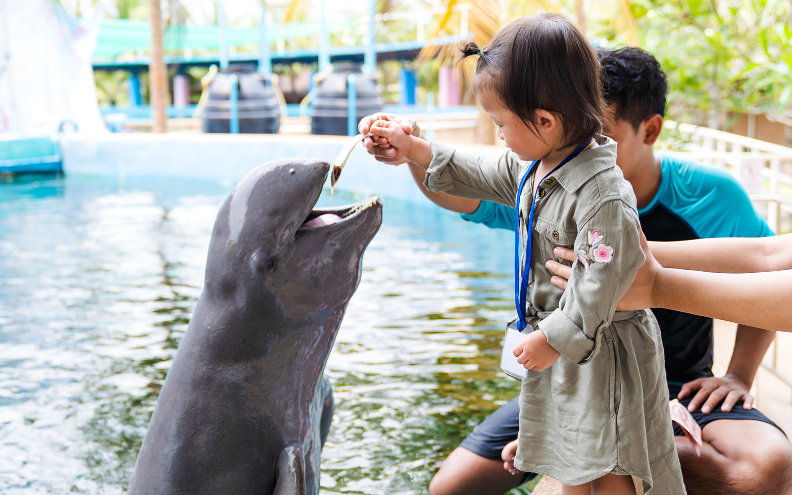 Girl feeding a dolphin at a marine park.