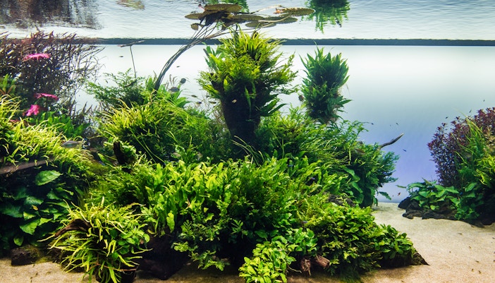 Underwater plants and fish at Lisboa's Oceanário.