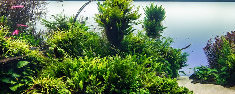 Kelp Forest