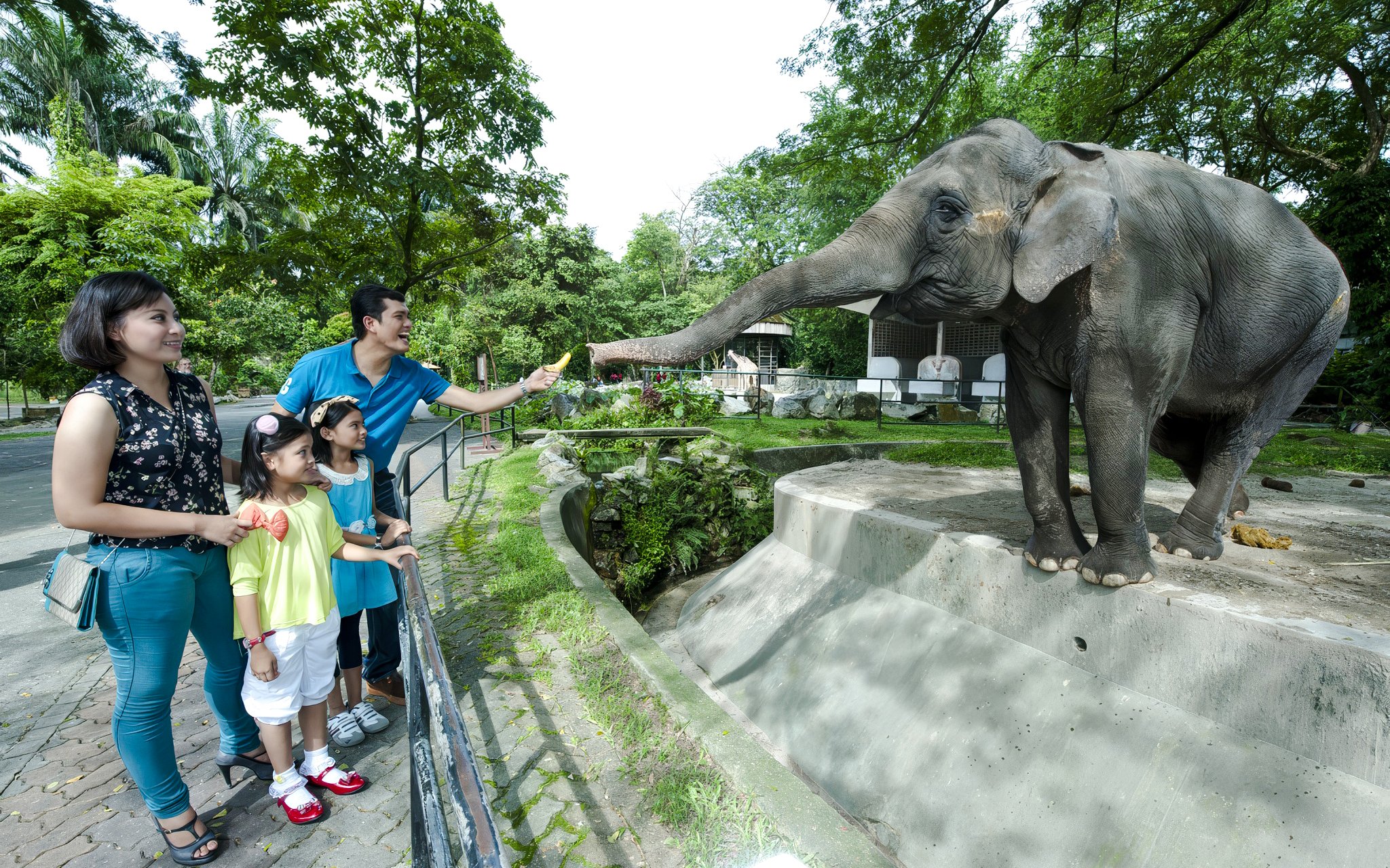 Tourists feeding an elephant at Zoo Negara, Malaysia.