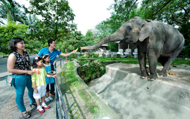 Tourists feeding an elephant at Zoo Negara, Malaysia.