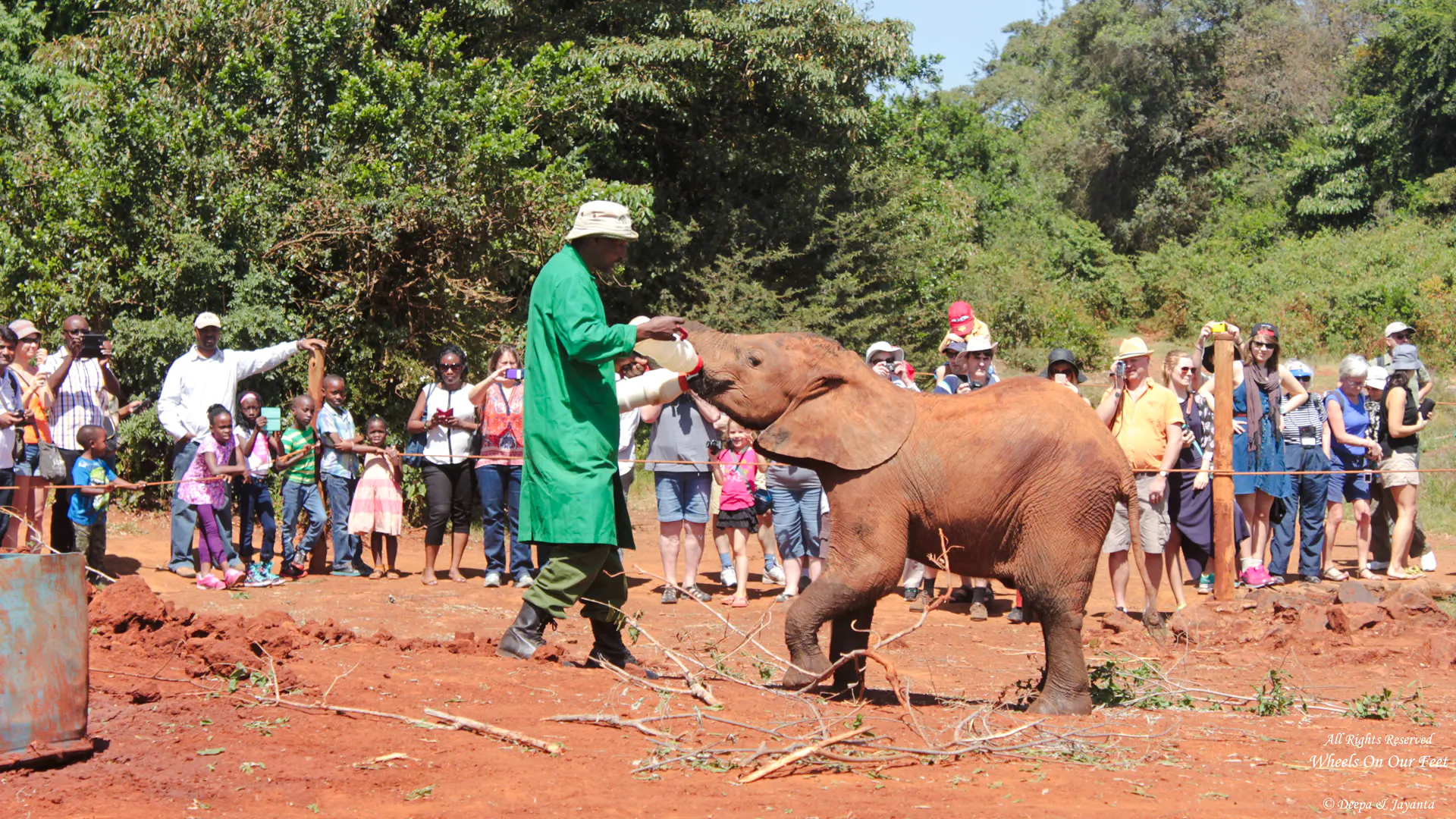 Caretaker feeding baby elephant at David Sheldrick Elephant Orphanage, Nairobi, with visitors watching.
