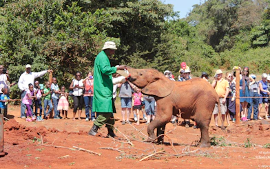Caretaker feeding baby elephant at David Sheldrick Elephant Orphanage, Nairobi, with visitors watching.