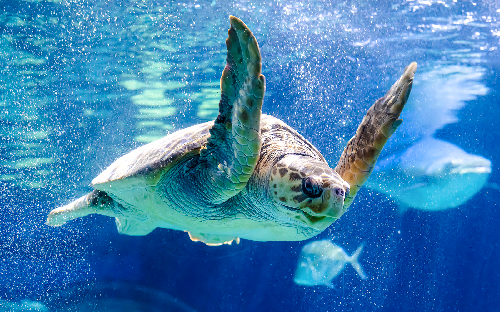 Sea turtle swimming in Shark Dive Xtreme at SEA LIFE Melbourne.