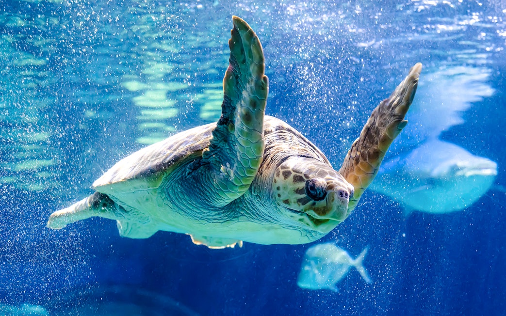 Sea turtle swimming in Shark Dive Xtreme at SEA LIFE Melbourne.