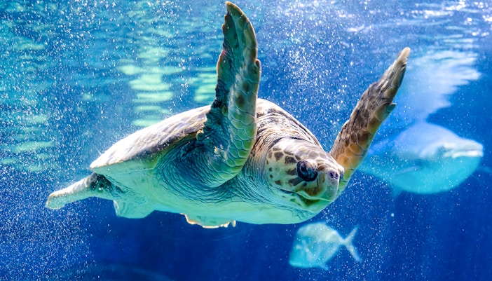 Sea turtle swimming in Shark Dive Xtreme at SEA LIFE Melbourne.