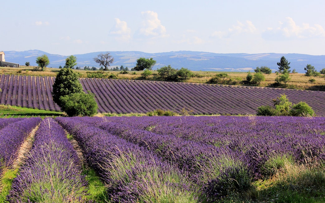 Lavender fields in Sault, France with distant hills and clear sky.