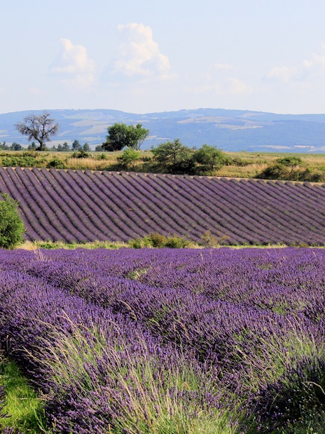 Lavender fields in Sault, France with distant hills and clear sky.