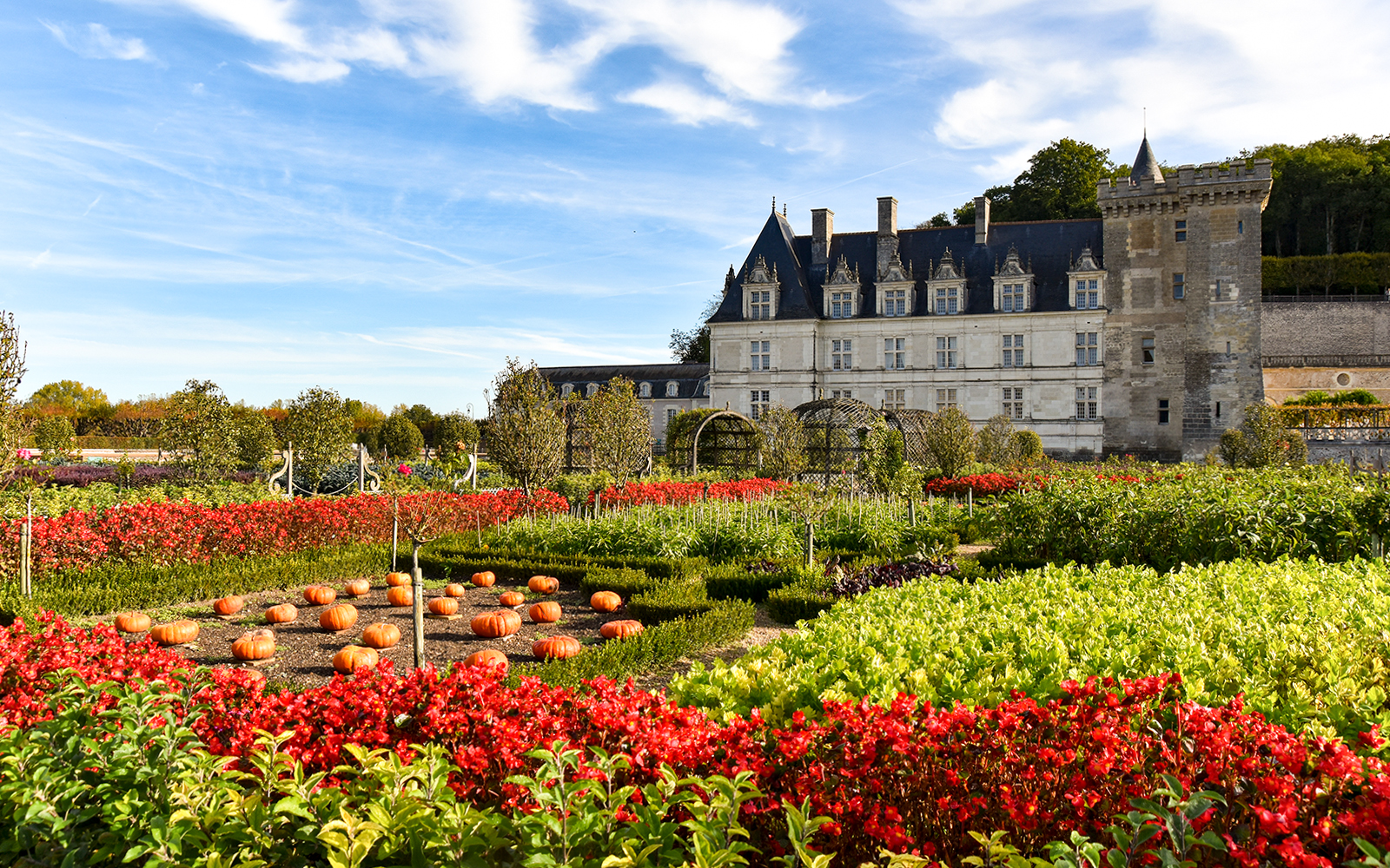 Pumpkins and flowers in the gardens of Château de Villandry, France.