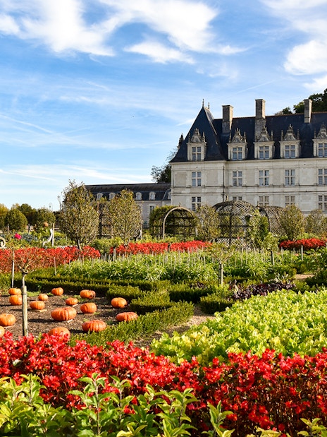 Pumpkins and flowers in the gardens of Château de Villandry, France.