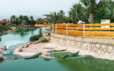 Crocodiles in a pond at Agadir Crocoparc with visitors observing from a wooden walkway.