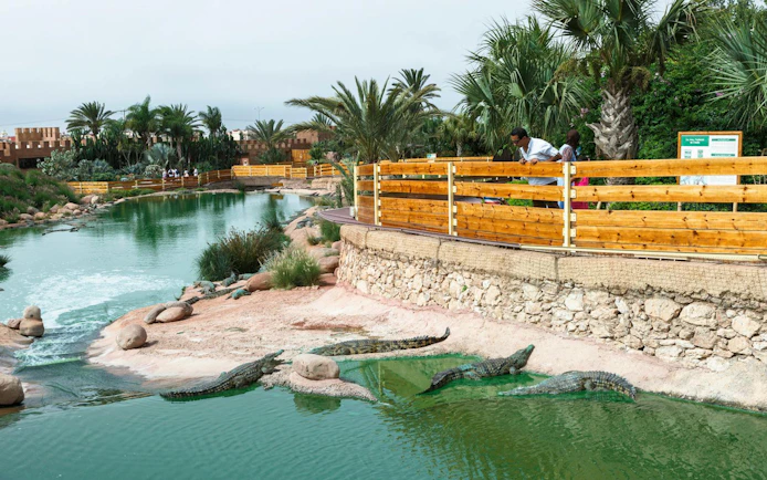 Crocodiles in a pond at Agadir Crocoparc with visitors observing from a wooden walkway.