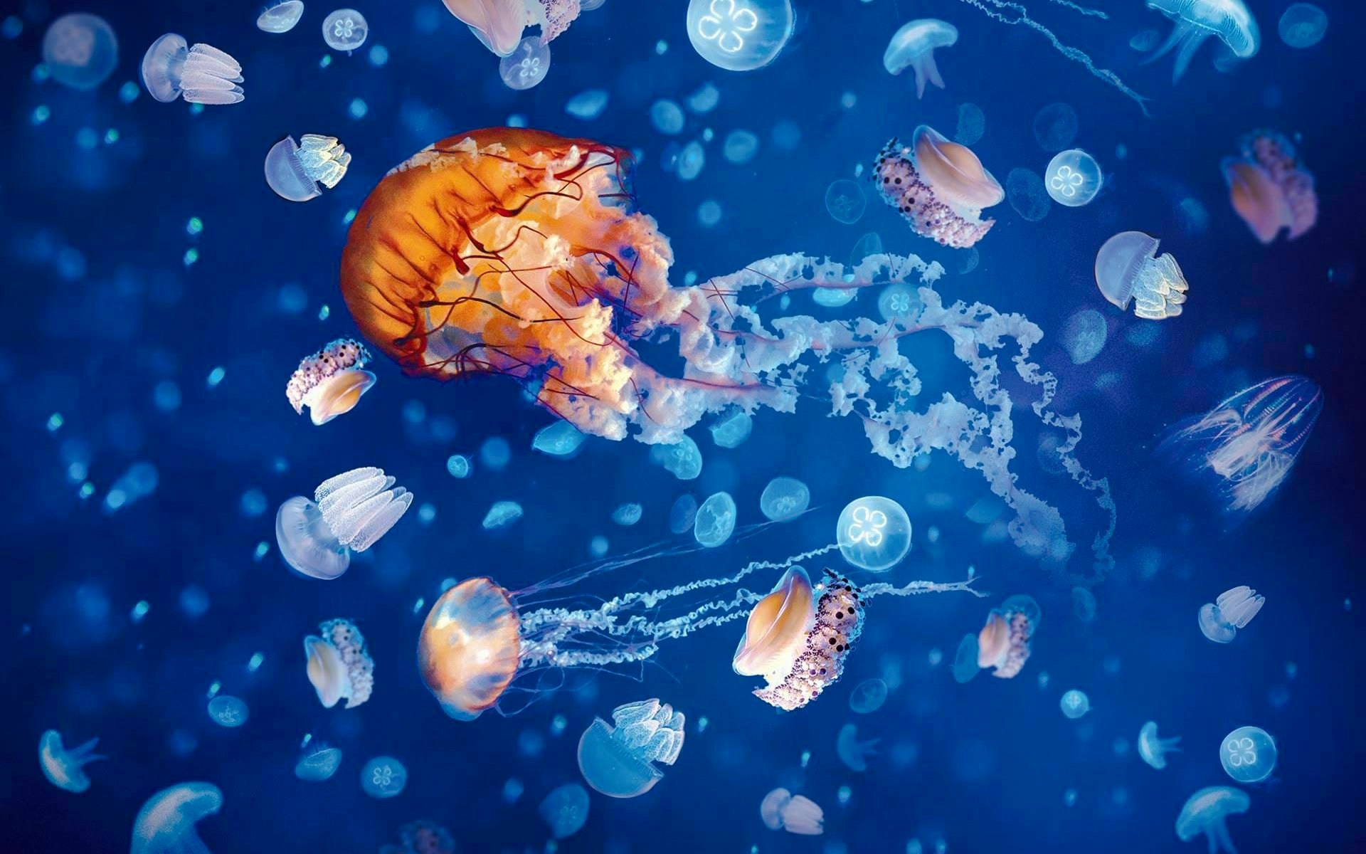 Jellyfish swimming in blue water at SEA LIFE Birmingham.