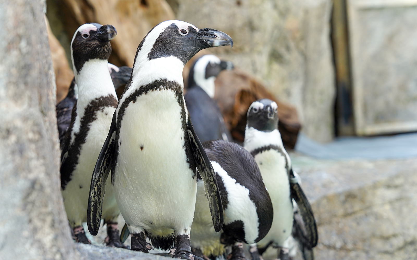 African penguins on rocks at Gapyeong Begonia Bird Park enclosure.