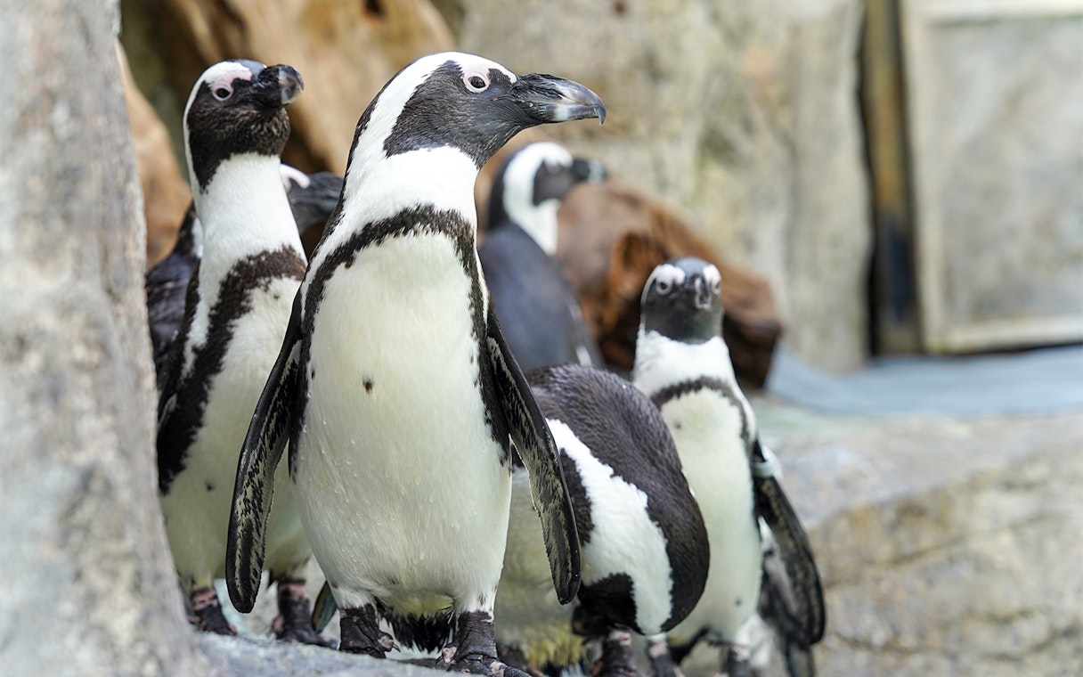 African penguins on rocks at Gapyeong Begonia Bird Park enclosure.