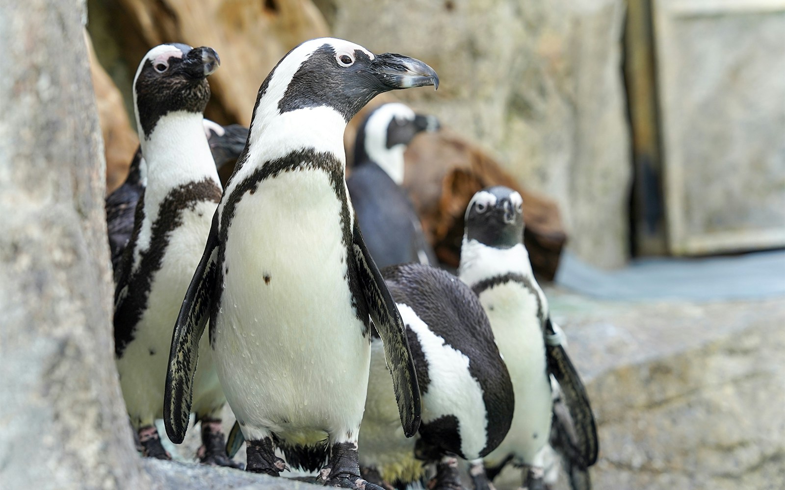 African penguins on rocks at Gapyeong Begonia Bird Park enclosure.