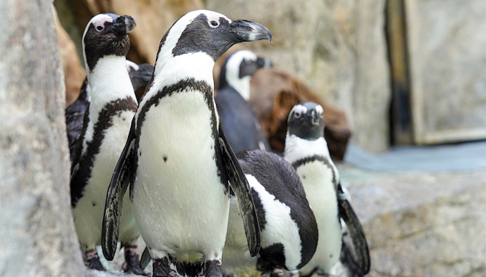 African penguins on rocks at Gapyeong Begonia Bird Park, Seoul day tour.