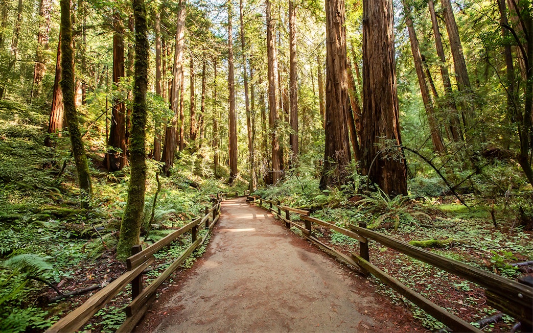 Pathway through redwood trees at Muir Woods National Monument, near San Francisco, California.