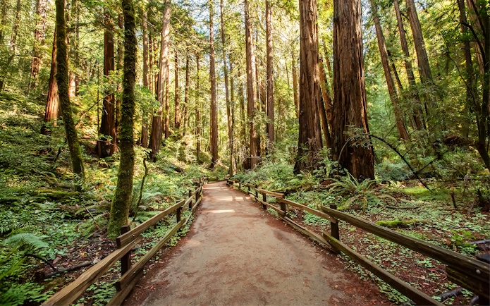Pathway through redwood trees at Muir Woods National Monument, near San Francisco, California.