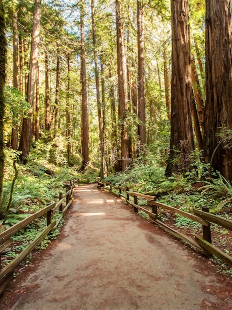 Pathway through redwood trees at Muir Woods National Monument, near San Francisco, California.