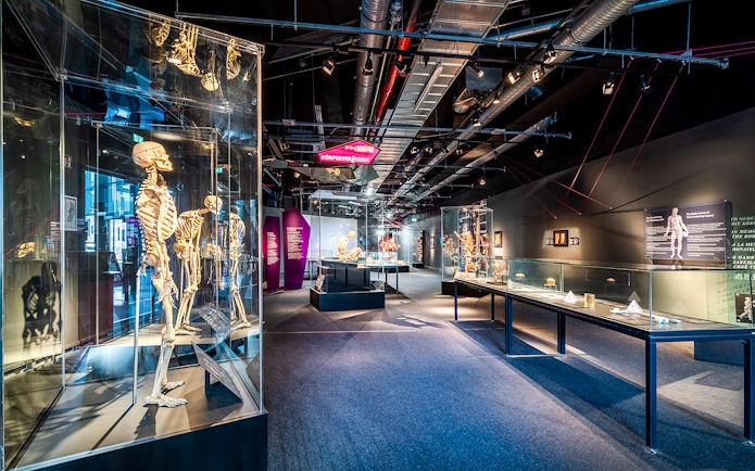 Exhibit of human skeletons and anatomical displays at Berlin BODY WORLDS Museum.