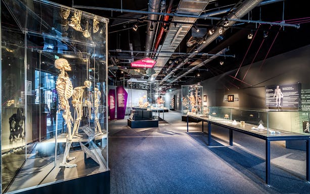 Exhibit of human skeletons and anatomical displays at Berlin BODY WORLDS Museum.