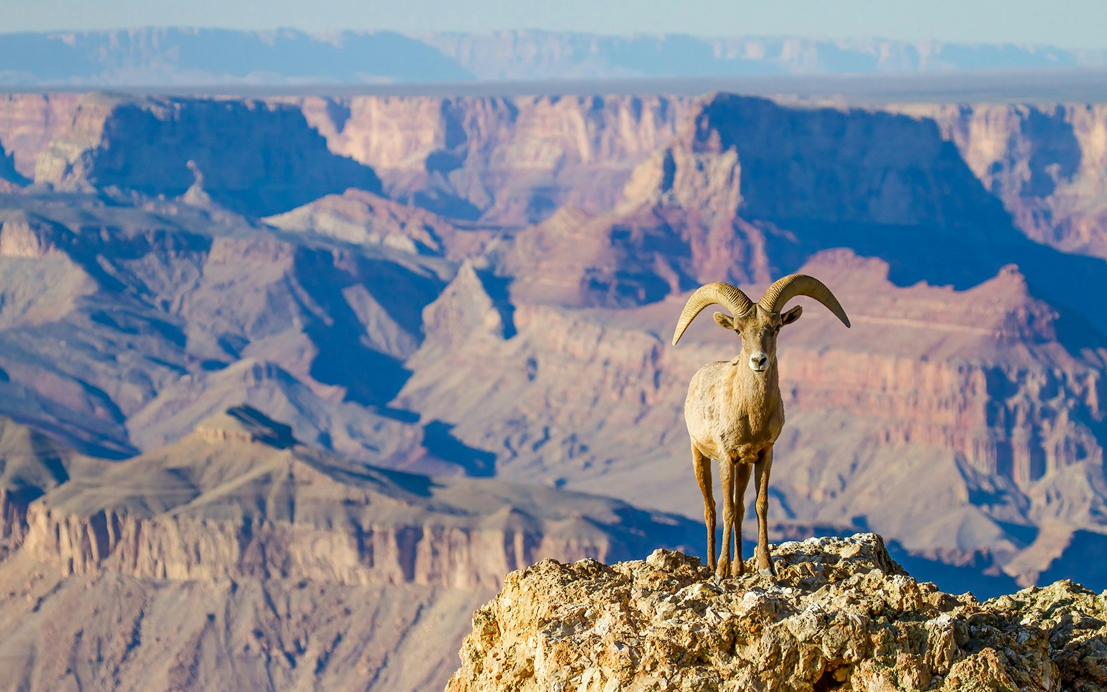 Desert bighorn sheep