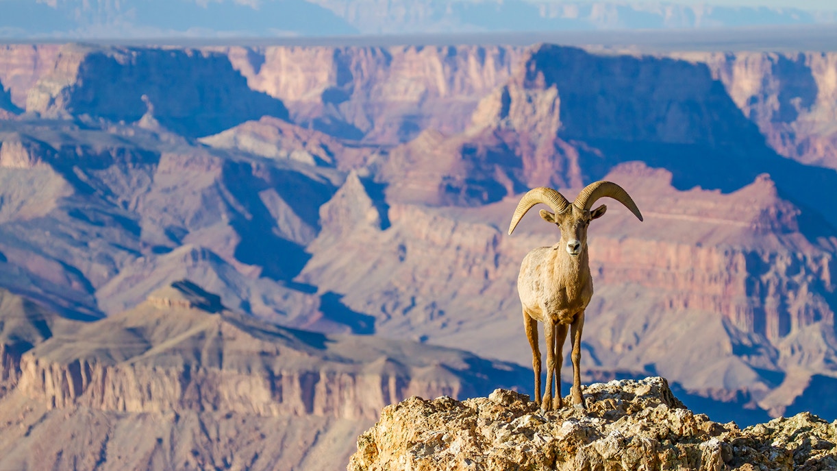 Desert bighorn sheep standing on a rocky ledge at the Grand Canyon.