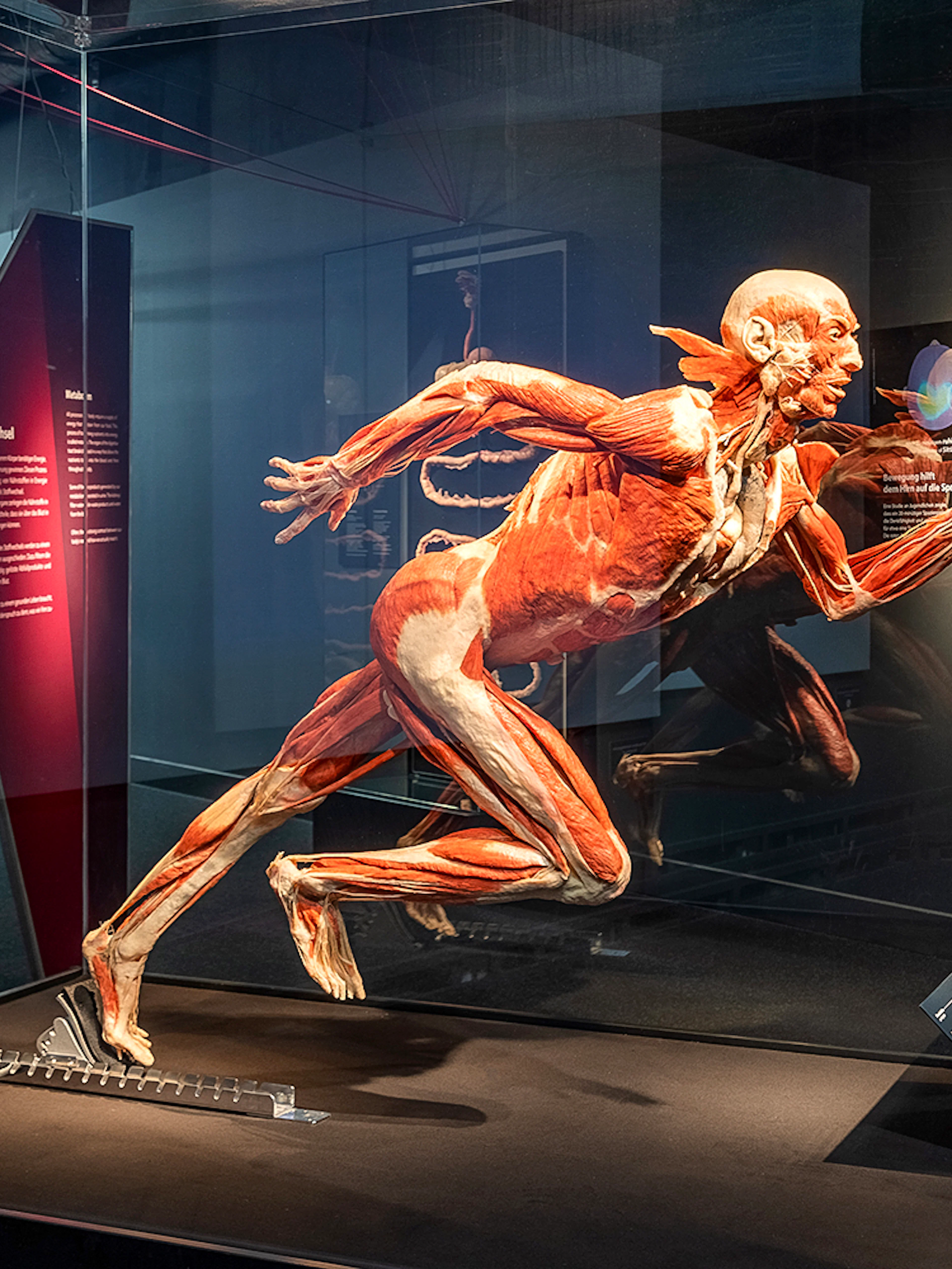 Human anatomy exhibit at Berlin BODY WORLDS Museum.