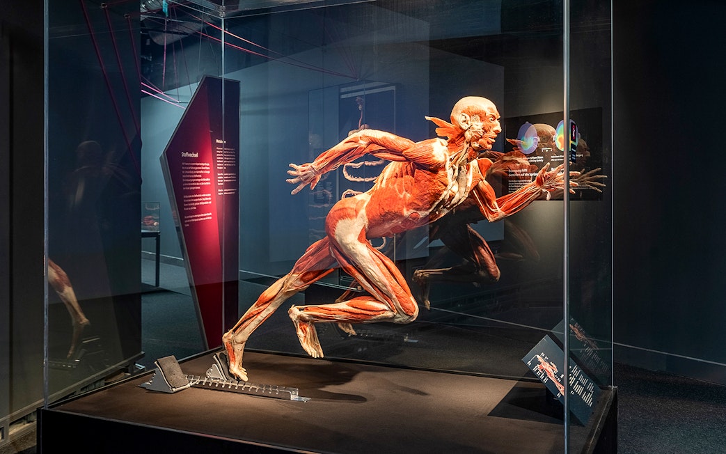 Human anatomy exhibit at Berlin BODY WORLDS Museum.
