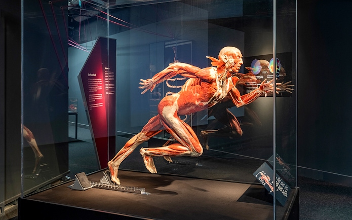 Human anatomy exhibit at Berlin BODY WORLDS Museum.