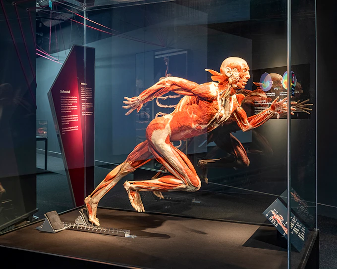 Berlin BODY WORLDS Museum Tickets