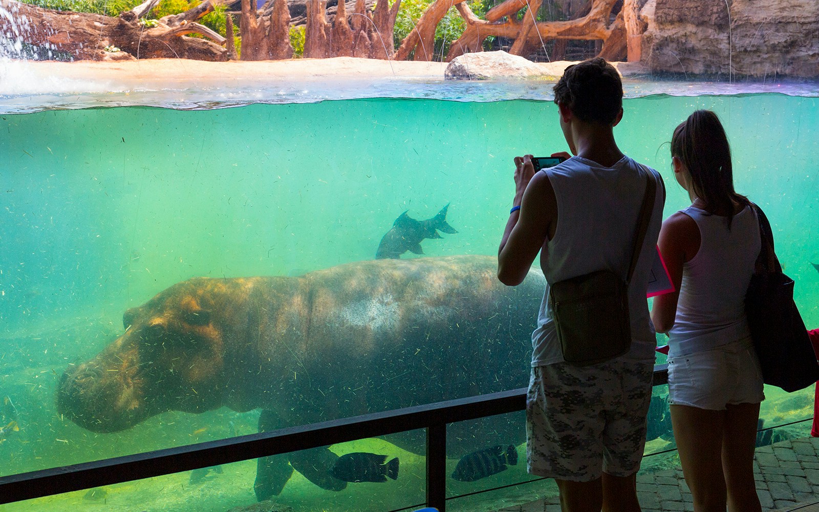 Hippo swimming underwater at Bioparco Valencia with visitors observing.