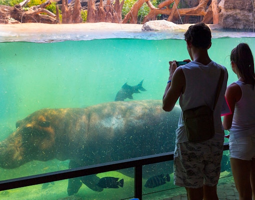 Hippo swimming underwater at Bioparco Valencia with visitors observing.